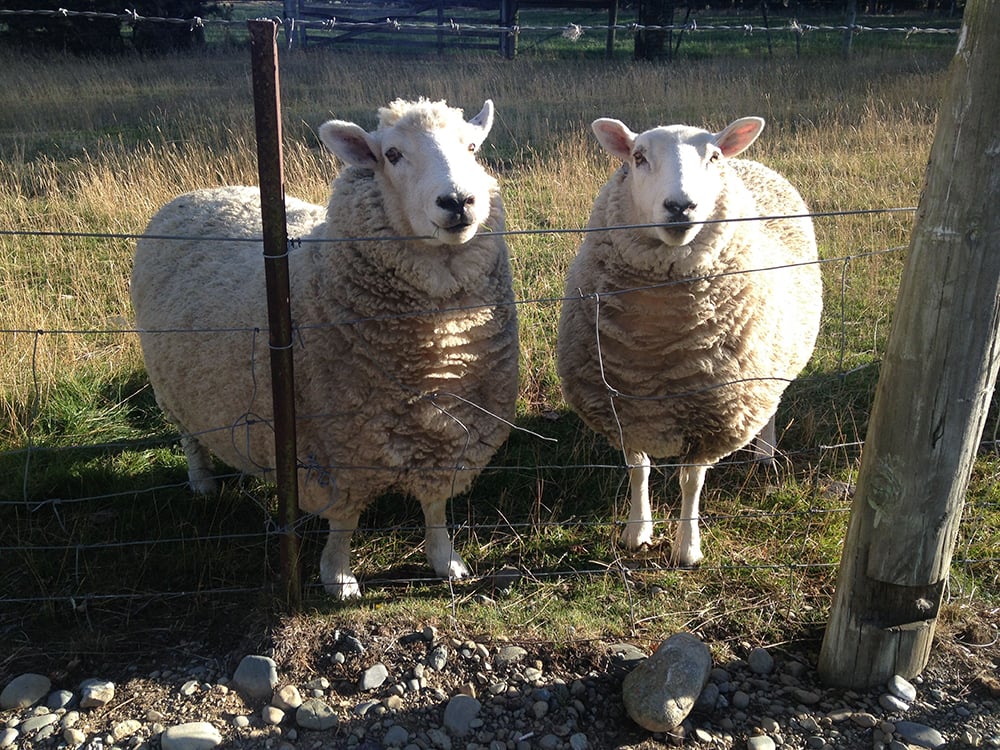 Sheep outnumber people in New Zealand.