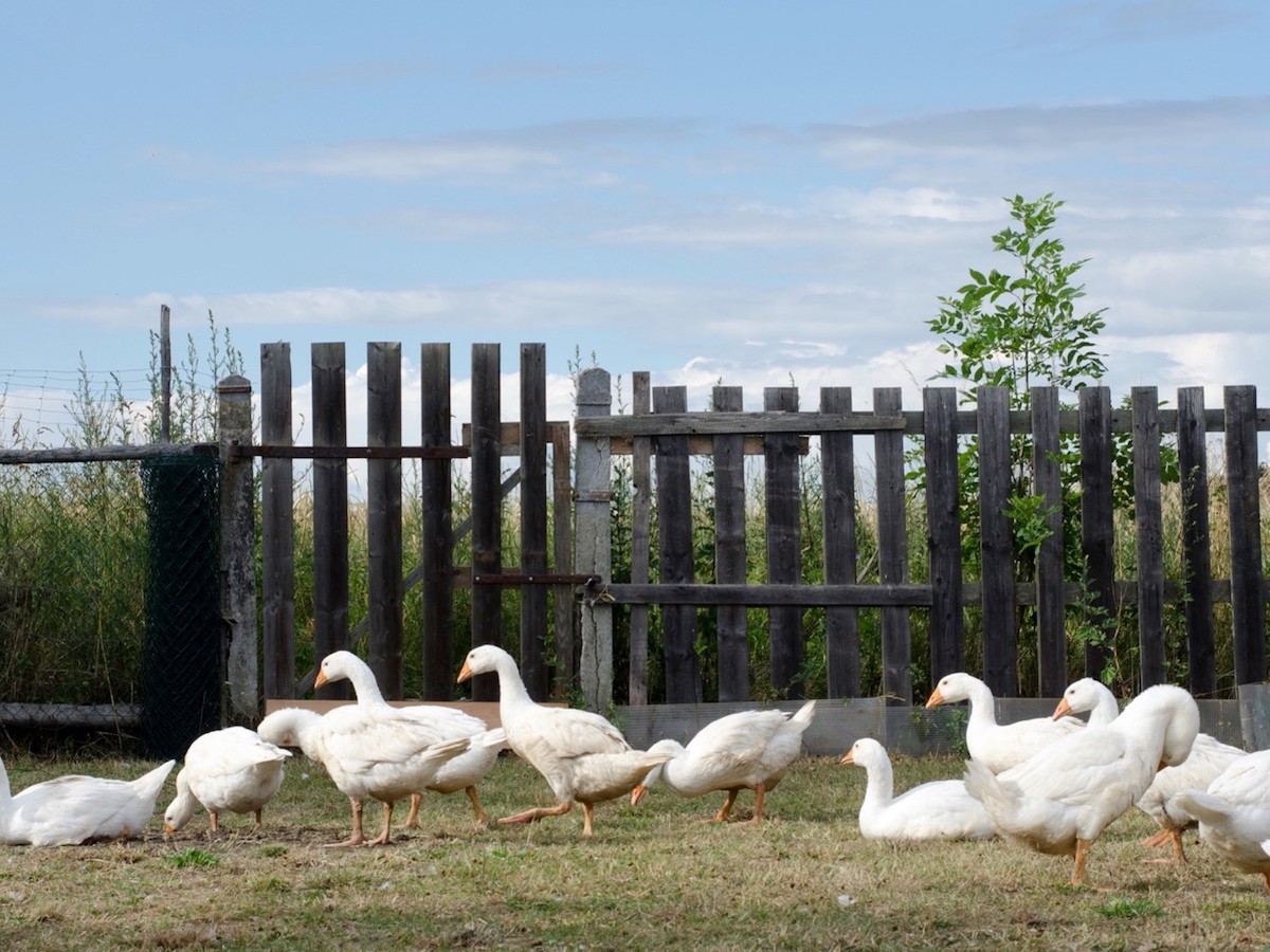 geese protected by the responsible down standard