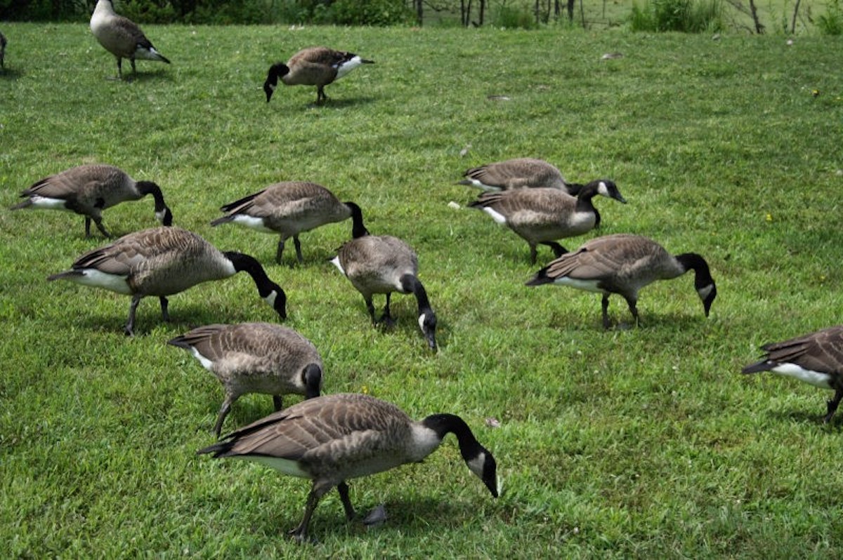 down producing geese